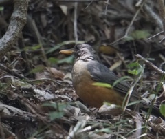 Turdus olivaceus
