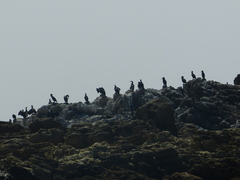 Phalacrocorax