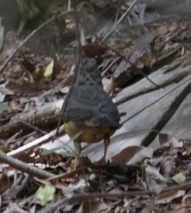 Turdus olivaceus