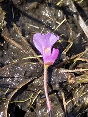 Utricularia resupinata