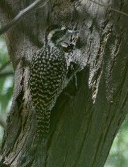 Dryobates mixtus