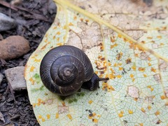 Allogona ptychophora