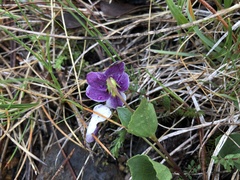 Viola cuneata