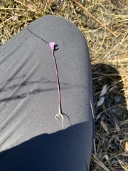 Utricularia resupinata