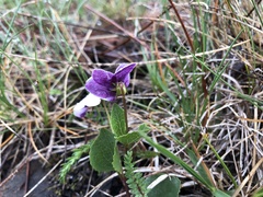 Viola cuneata