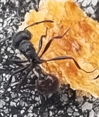 Myrmicaria nigra