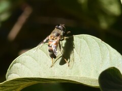 Eristalinus