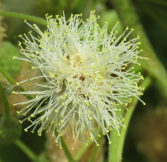 Anadenanthera colubrina