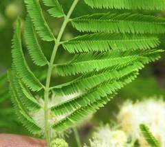 Anadenanthera colubrina