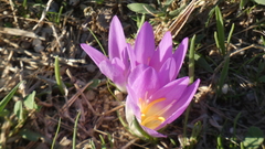Colchicum montanum