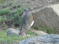 Vanellus chilensis