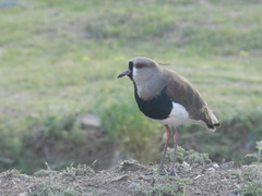 Vanellus chilensis