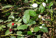 Rubus fruticosus