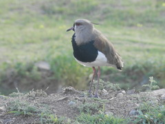 Vanellus chilensis