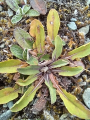 Sonchus novae-zelandiae