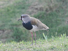 Vanellus chilensis