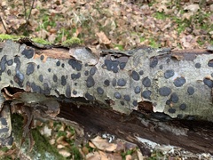 Biscogniauxia nummularia