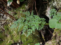 Conioselinum gmelinii
