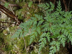 Conioselinum gmelinii