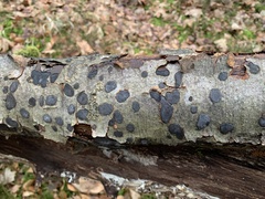 Biscogniauxia nummularia