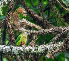 Pyrrhura frontalis