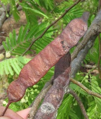 Anadenanthera colubrina