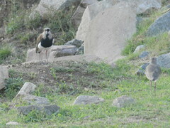 Vanellus chilensis