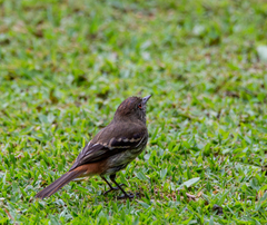 Knipolegus cyanirostris