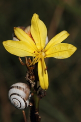Asphodeline lutea