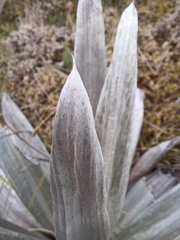 Celmisia semicordata stricta