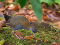Aramides saracura