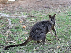 Allied Rock-Wallaby photo 3