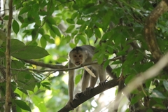 Cebus yuracus