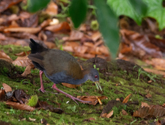 Aramides saracura