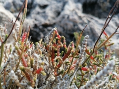 Arthrocaulon macrostachyum