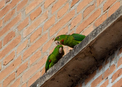 Psittacara leucophthalmus