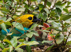 Tangara cyanoventris