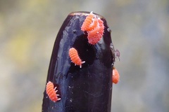 Bilobella braunerae