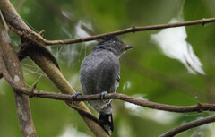 Thamnophilus caerulescens