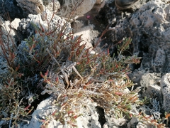 Arthrocaulon macrostachyum