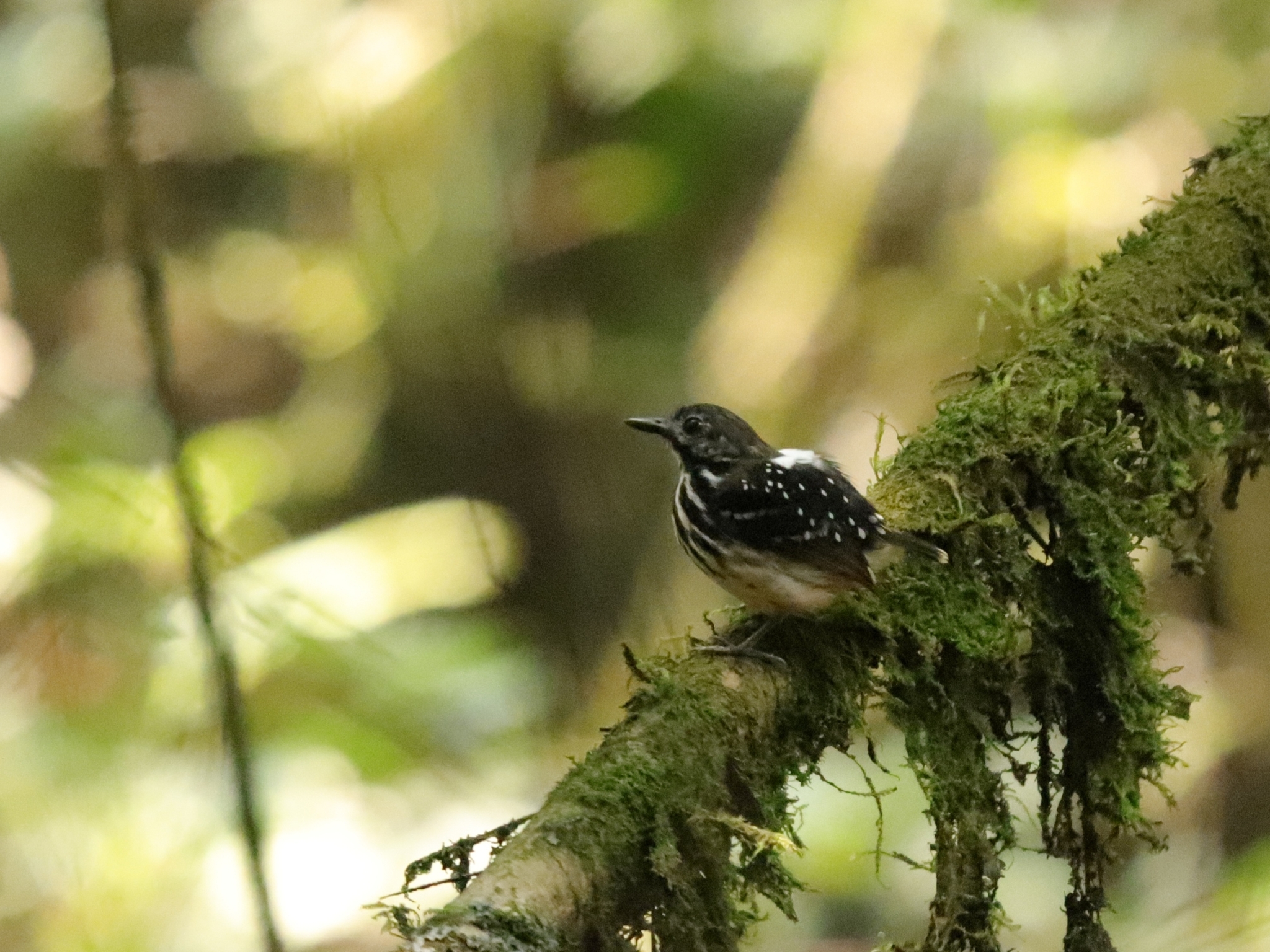 Dot-backed Antbird (Hylophylax punctulatus), photo 3