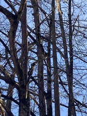 Setophaga coronata
