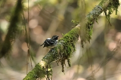 Hylophylax punctulatus