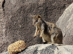 Allied Rock-Wallaby photo 4