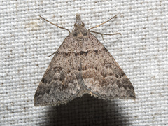 Dichromodes mesogonia