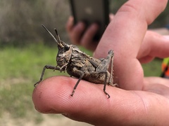 Dracotettix monstrosus