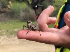 Dracotettix monstrosus