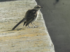 Mimus saturninus