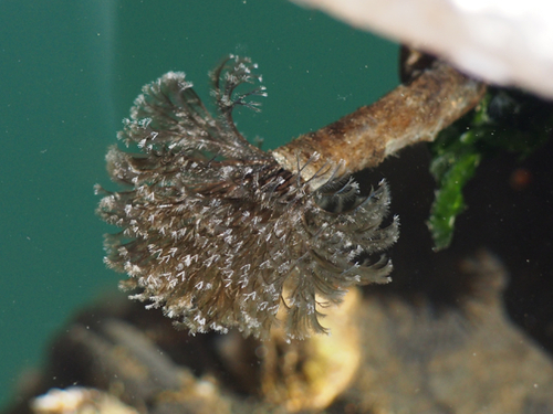 Schizobranchia insignis Bush, 1905