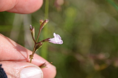 Agalinis viridis
